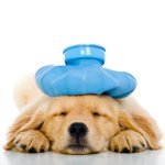 Vomitar no cachorro