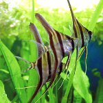 Os peixes mais despretensiosos