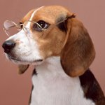 As raças mais inteligentes de cães