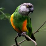 Papagaio senegalês Papagaio senegalês