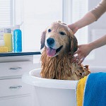Shampoo para cães: como escolher?