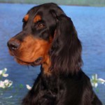 Setter escocês (Setter de Gordon)