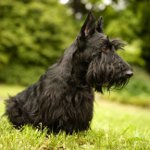 Scottish Terrier (Scotch Terrier)