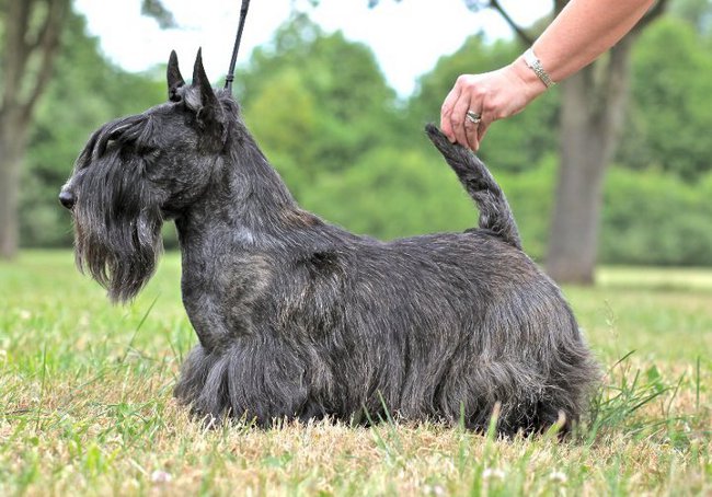 Scottish Terrier (Scotch Terrier)