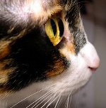 Os olhos de um gato rastejam: o que fazer