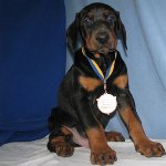 Dog Doberman Dog Doberman