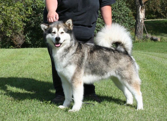 Malamute Dog