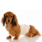 Cachorro após cirurgia: regras de cuidado