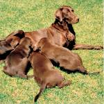 Cão após o parto