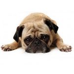 O cachorro gula: o que fazer?