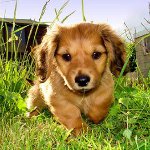 O cachorro foi mordido por um carrapato: o que fazer?