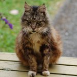 Gatos idosos: características de cuidados