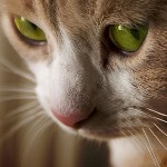 Ringworm em gatos