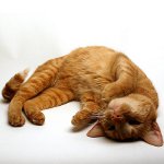 Cólicas em um gato