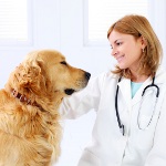 Cólicas em cães