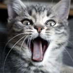 Peixe-gato Peixe-gato