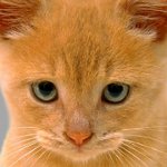 Os gatos têm olhos ferrosos: o que fazer