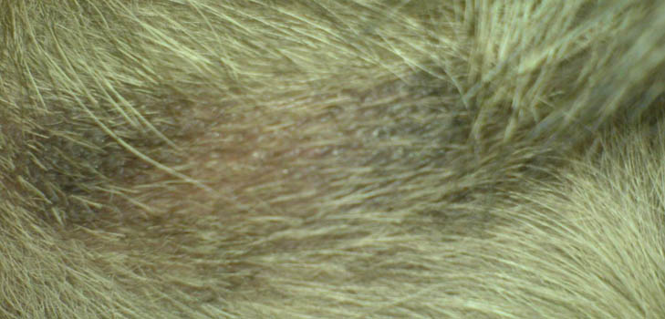 O cão tem perda de cabelo: causas e tratamento