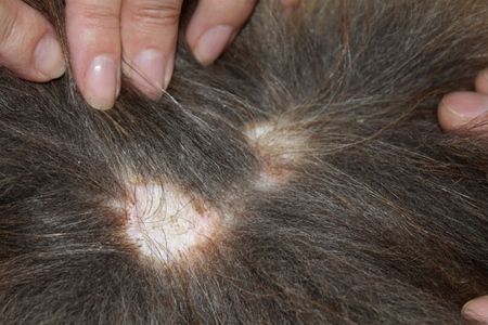 O cão tem perda de cabelo: causas e tratamento