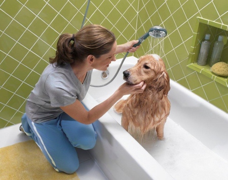 O cão tem perda de cabelo: causas e tratamento