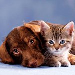 Cuide do pêlo de gatos e cachorros