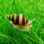 Helen Snail