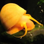 Caracóis Ampulários