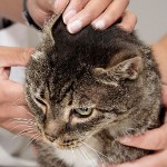Ácaro da orelha em gatos Ácaro da orelha em gatos