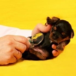 Vacinação de cachorros: quais vacinas são necessárias para o cachorrinho?