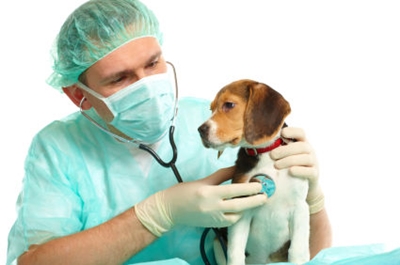 Vacinação de cachorros: quais vacinas são necessárias para o cachorrinho?