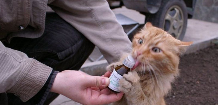 Valeriana para gatos: perigos perante o proprietário