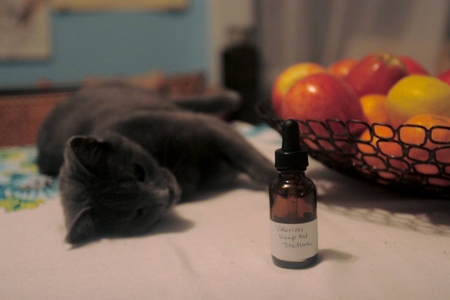 Valeriana para gatos: perigos perante o proprietário