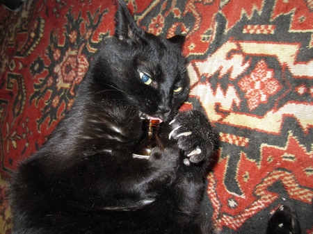 Valeriana para gatos: perigos perante o proprietário