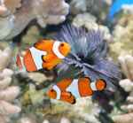 Tipos de peixe de aquário