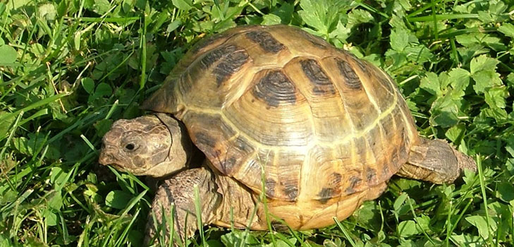 Tipos de tartarugas: o que você precisa lembrar antes de começar?