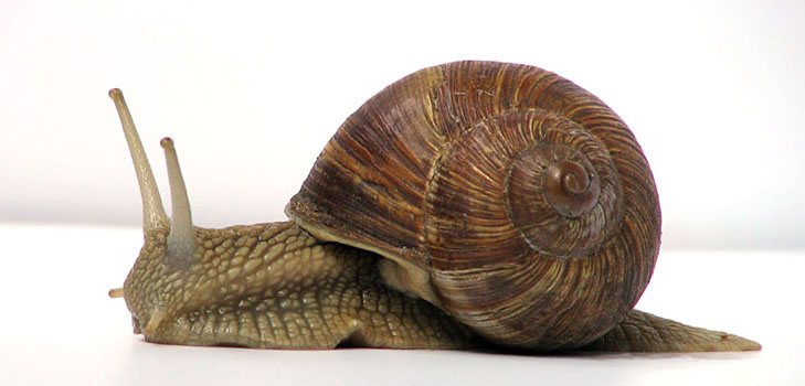 Caracol de uva em casa: recomendações de cuidados básicos