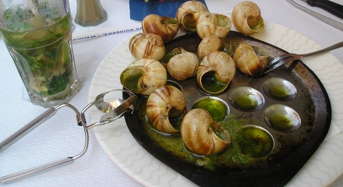 Caracol de uva em casa: recomendações de cuidados básicos