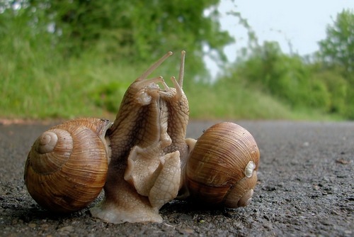 Caracol de uva em casa: recomendações de cuidados básicos