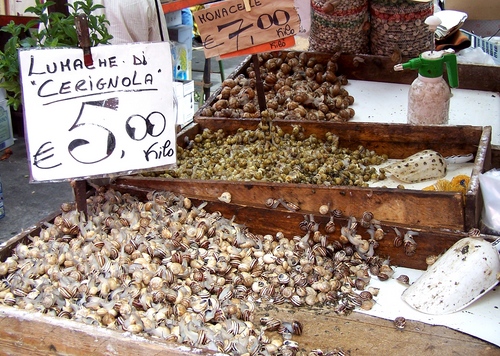 Caracol de uva em casa: recomendações de cuidados básicos