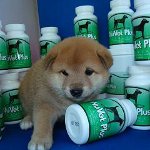 Vitaminas para cães