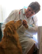 Visita ao veterinário