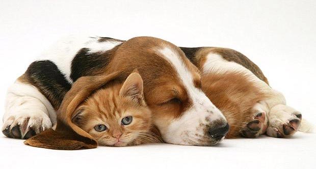 Visita ao veterinário