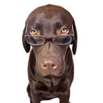 O idioma dos cães: como entender um animal de estimação? O idioma dos cães: como entender um animal de estimação?