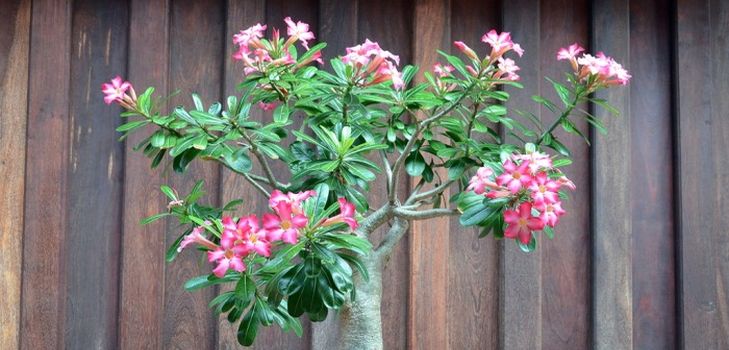 Cuidado com adenium