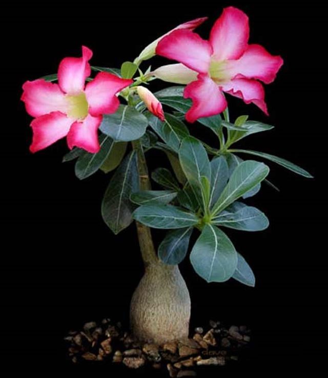 Cuidado com adenium