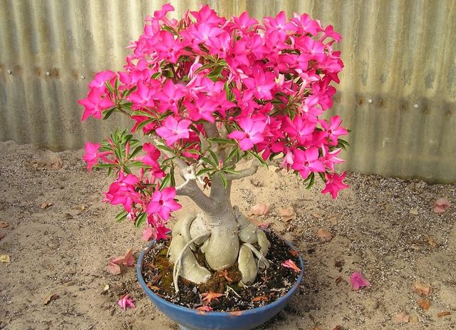 Cuidado com adenium