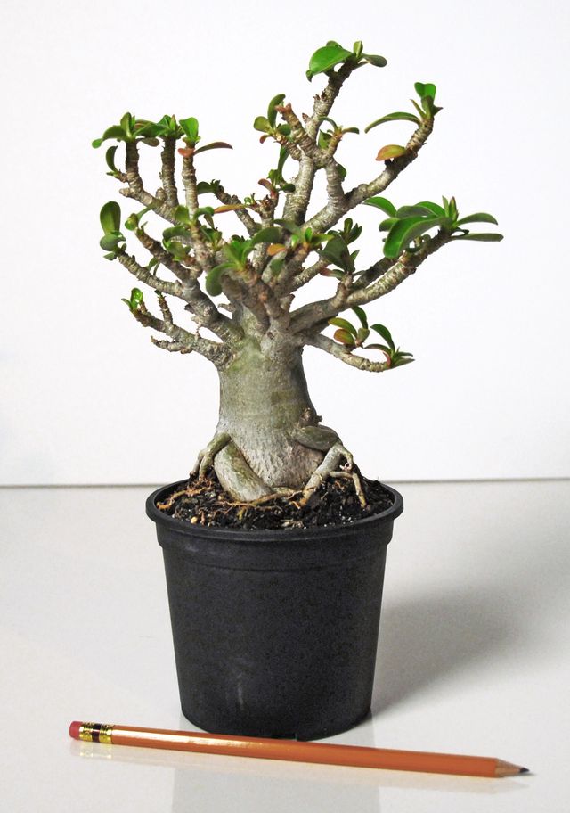 Cuidado com adenium