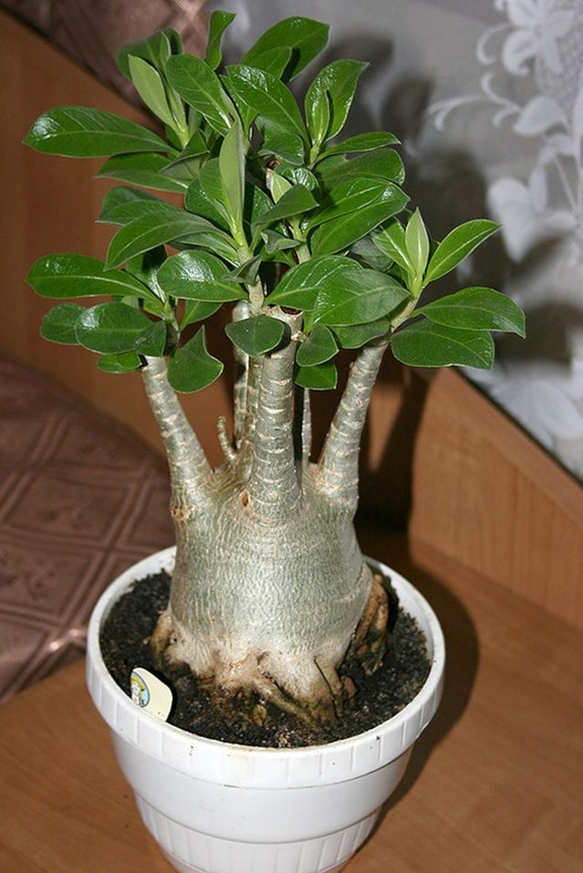 Cuidado com adenium