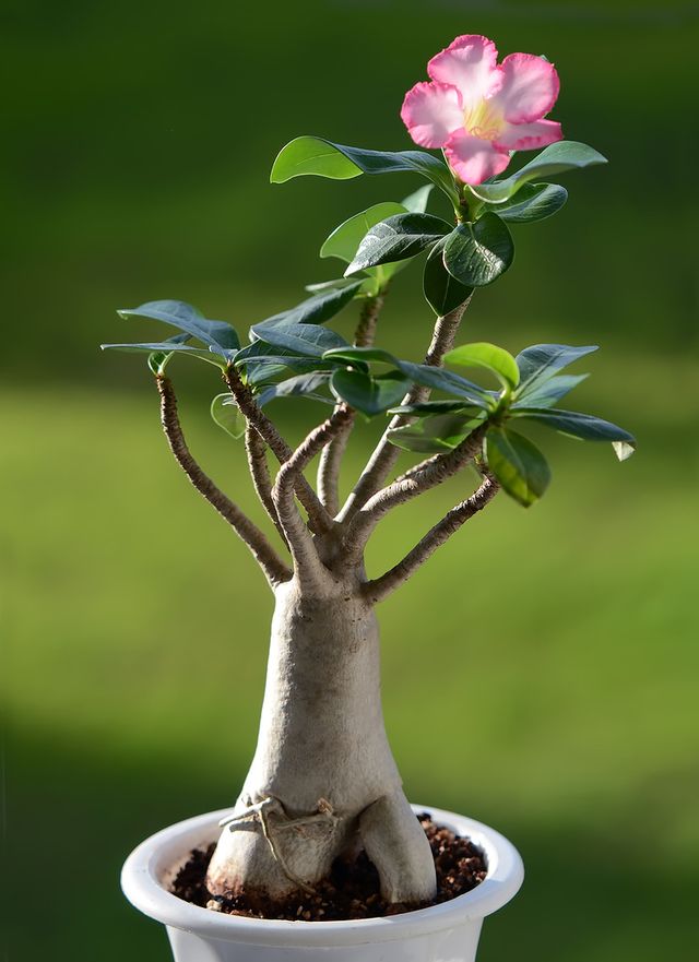 Adenium - cuidados domiciliários (foto, vídeo). Como cuidar adequadamente de um adenium de flores