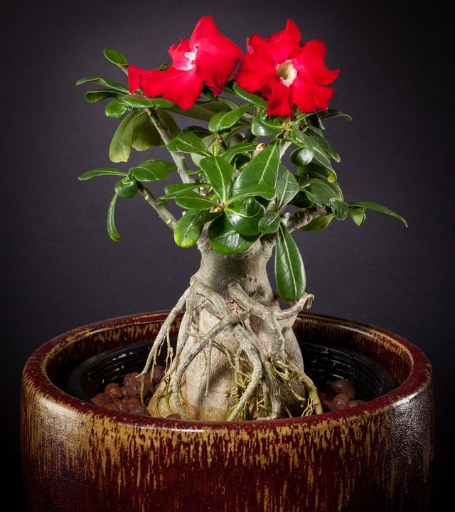 Cuidado com adenium